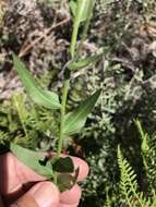 Image of aspen fleabane