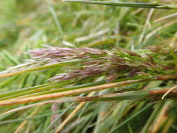 Слика од Polypogon magellanicus (Lam.) Finot