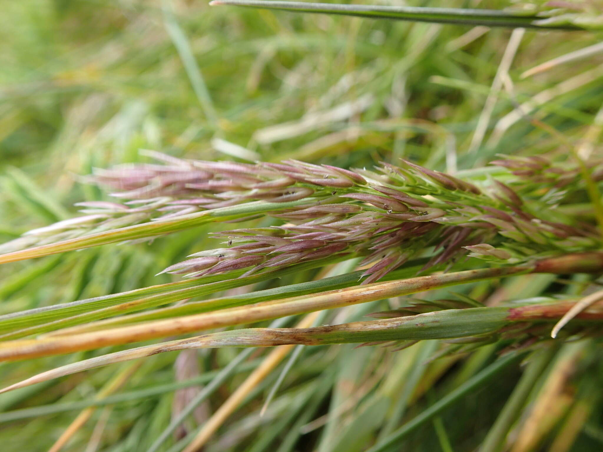 Image of Polypogon magellanicus (Lam.) Finot