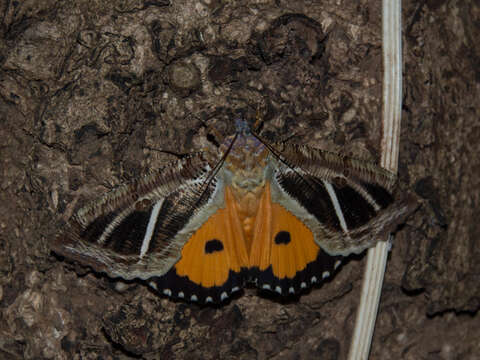 Image of Eudocima materna (Linnaeus 1767)