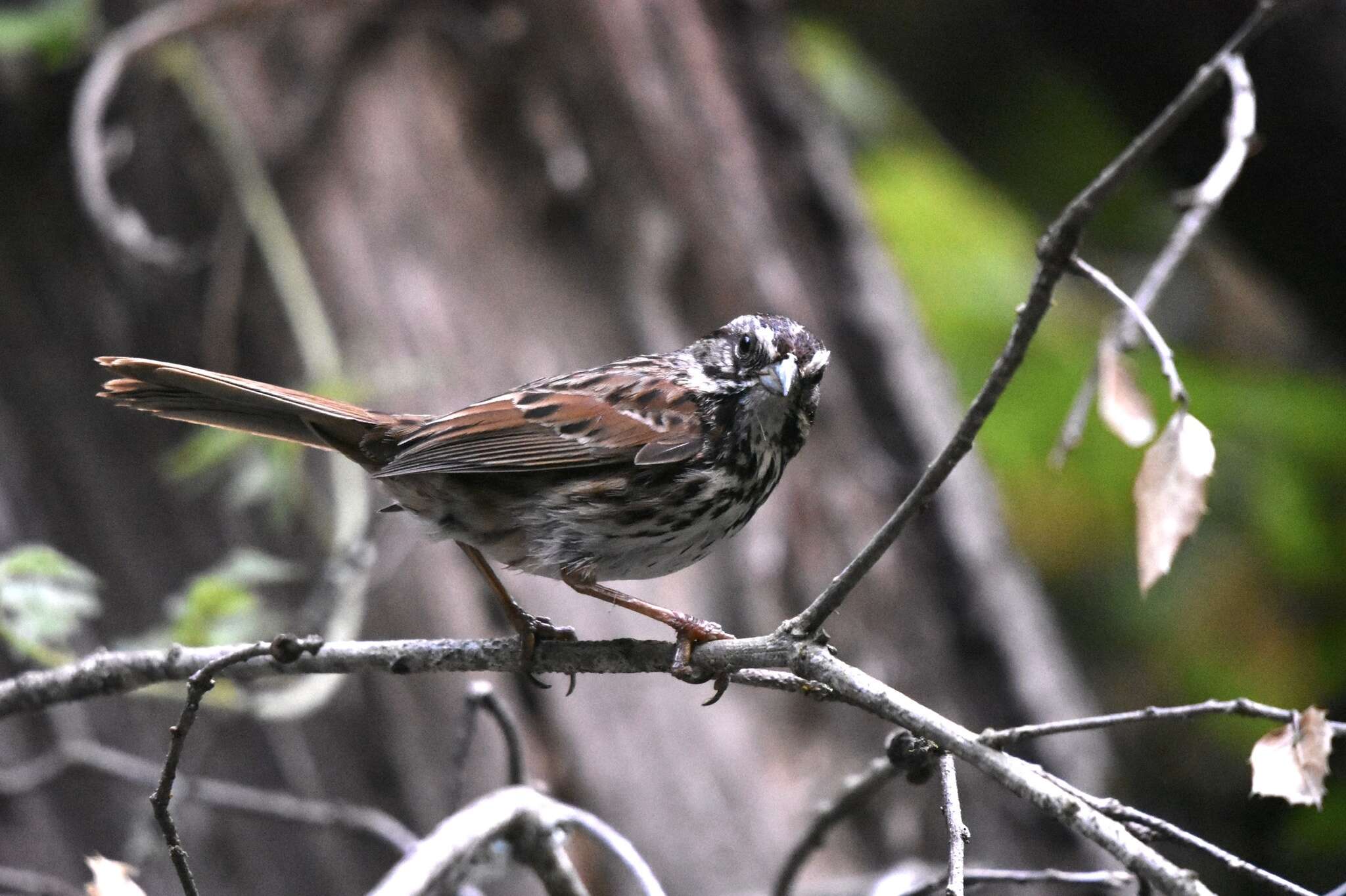 Image of Melospiza melodia gouldii Baird & SF 1858