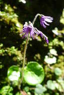 Image of Soldanella villosa Labarrère