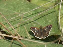 Image of oberthürs grizzled skipper