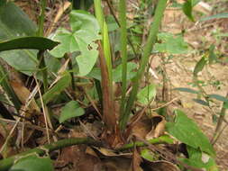 Image of Anthurium gaudichaudianum Kunth