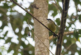 Image of Mindanao White-eye