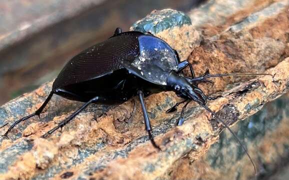 صورة Scaphinotus (Scaphinotus) unicolor (Fabricius 1787)