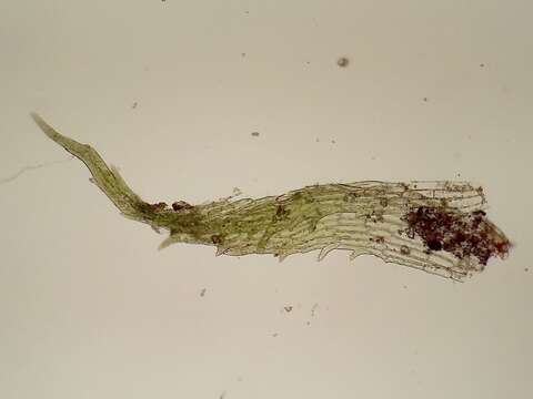 Image of serrate ephemerum moss