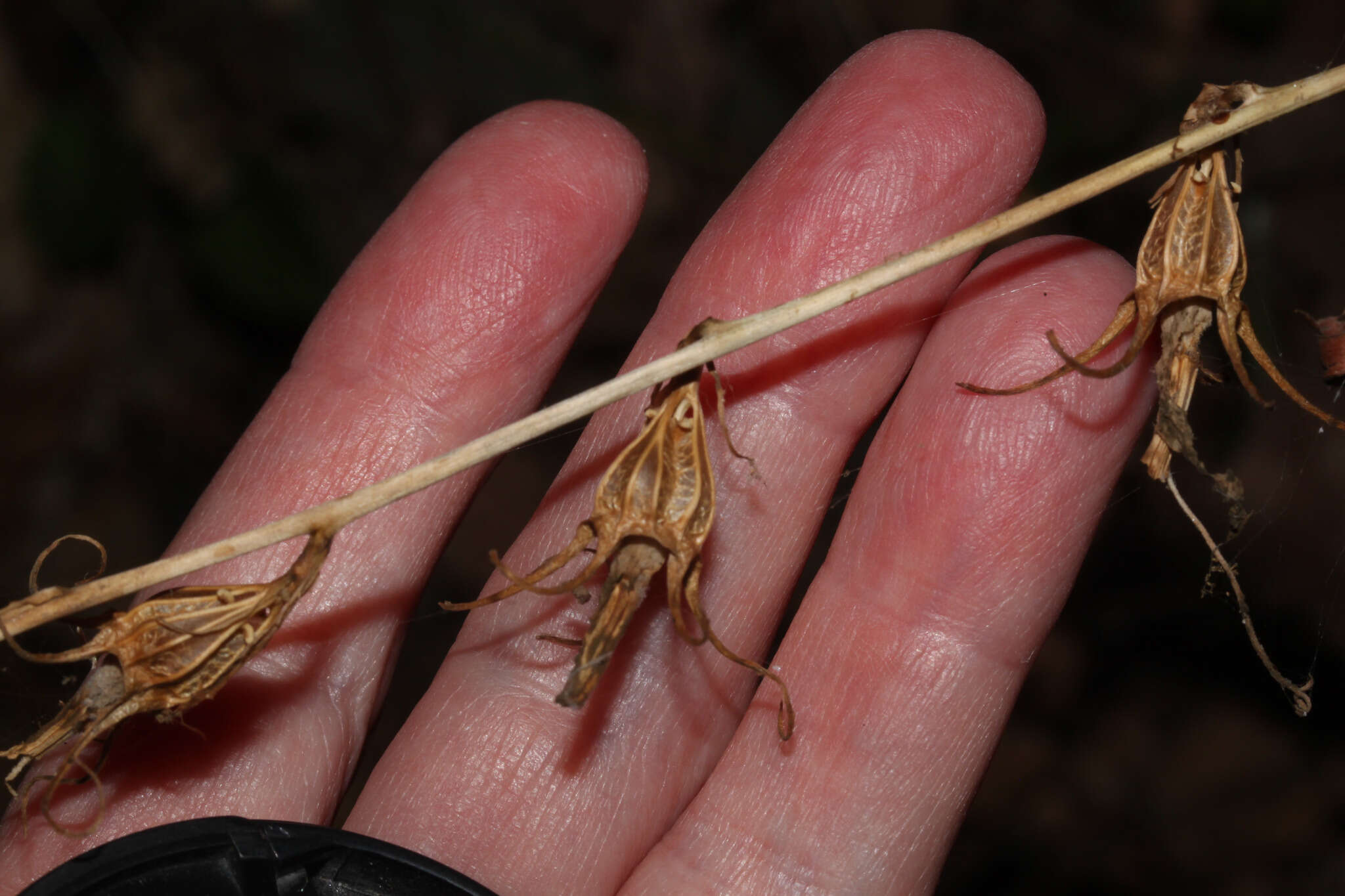 Image of Campanula cretica (A. DC.) D. Dietr.