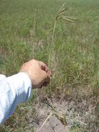 Image of Argentine fingergrass