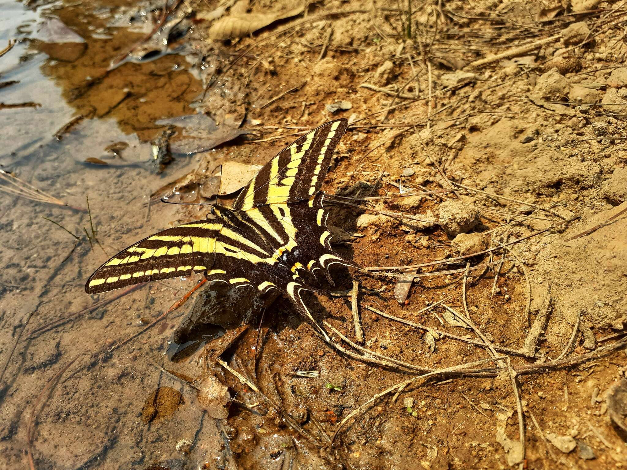 Sivun Papilio pilumnus Boisduval 1836 kuva