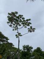 Image of Cecropia glaziovii Snethlage