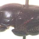 Image of Onthophagus championi Bates 1887
