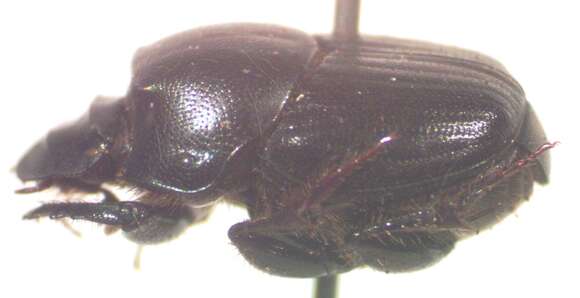 Слика од Onthophagus championi Bates 1887