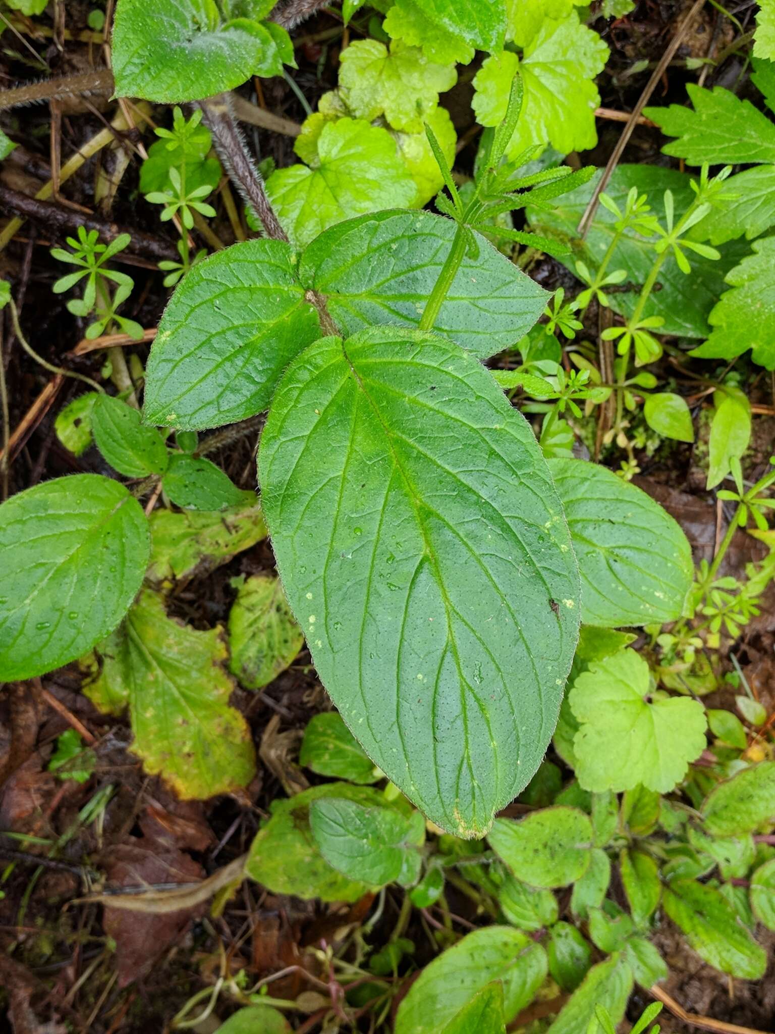 Image of Oregon phacelia