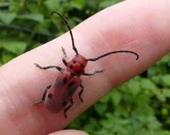 Image of Red Milkweed Beetle