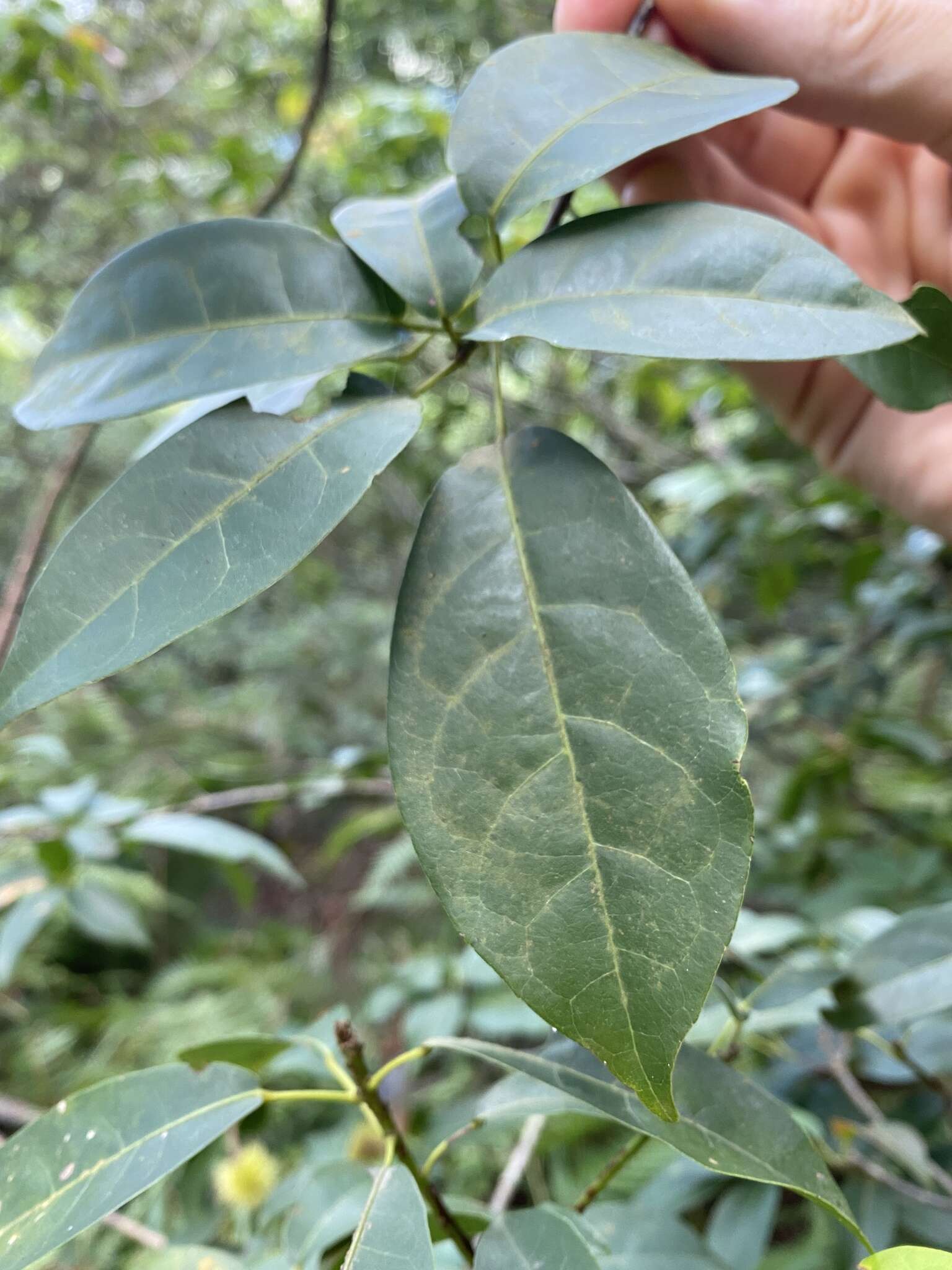 Image of Sloanea sinensis (Hance) Hemsl.