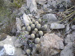 Image de Echinocereus freudenbergii G. Frank