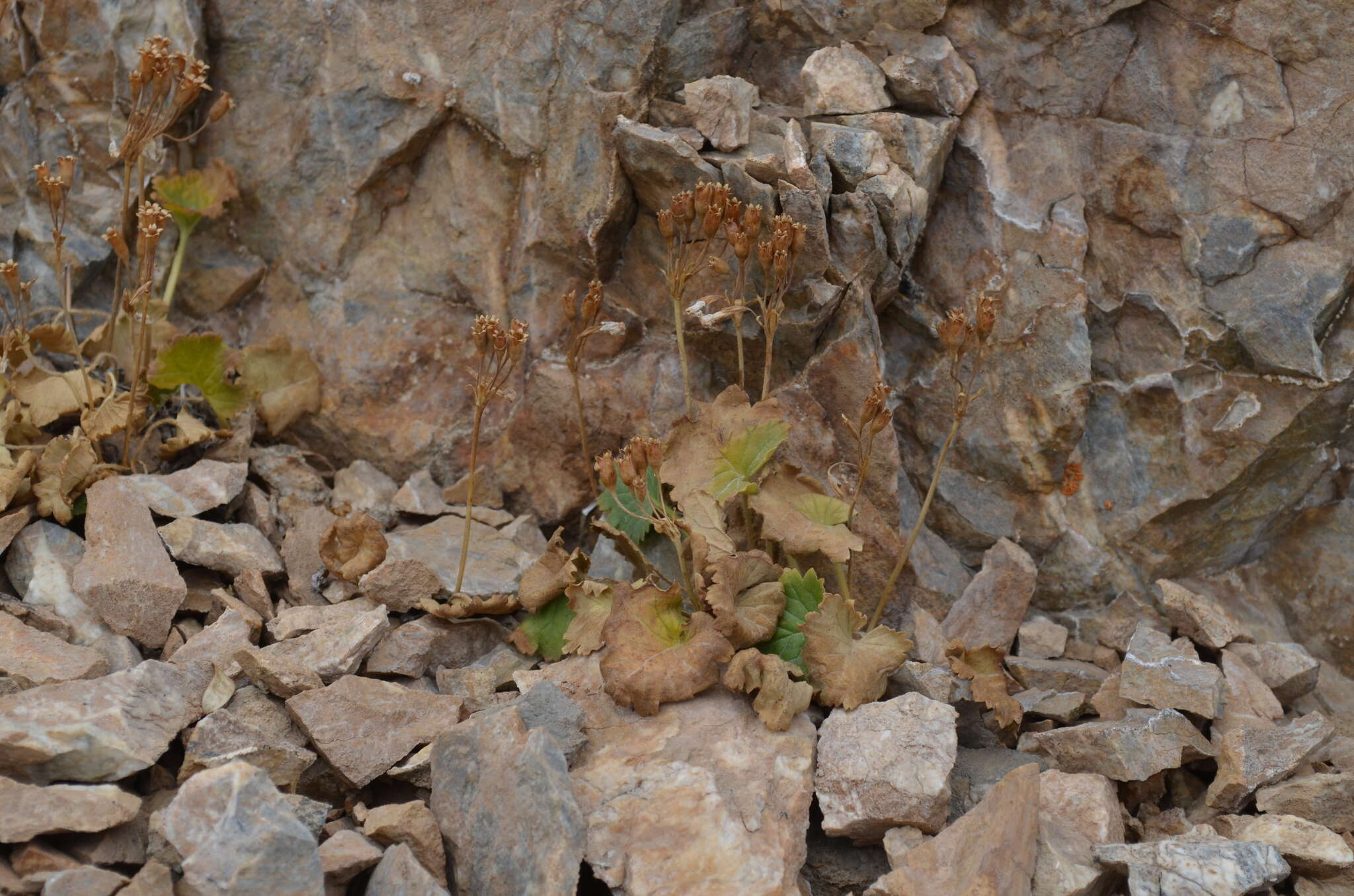 Image of Primula minkwitziae W. W. Smith