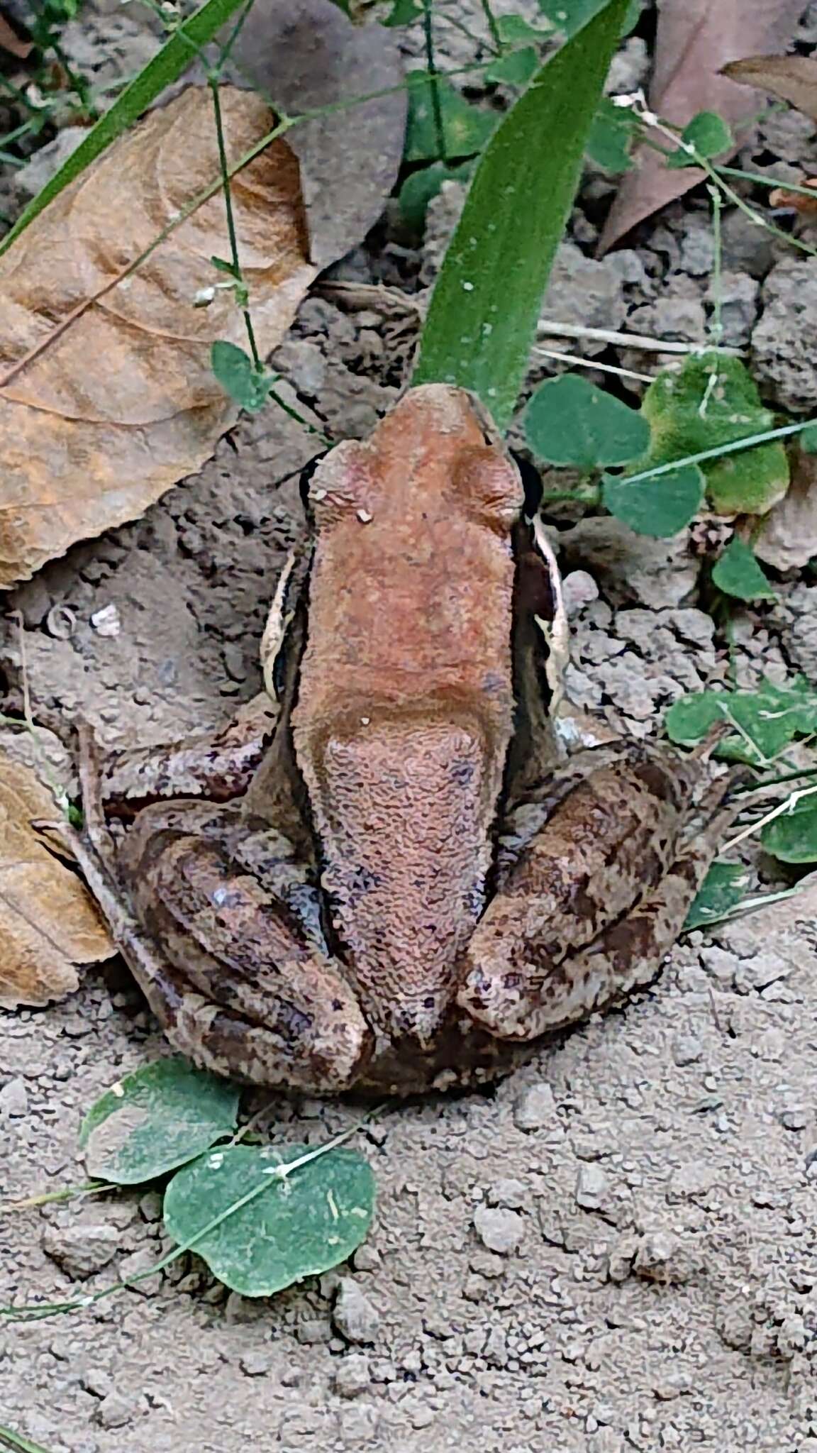 Image of Guenther's Amoy Frog