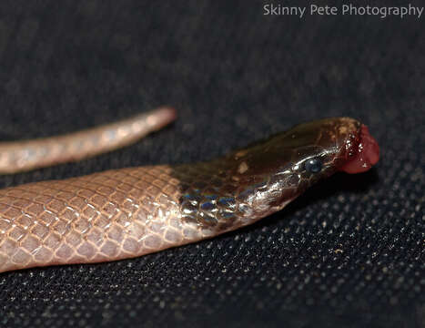 Image of Florida Crowned Snake