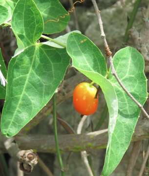 Image of Solena amplexicaulis (Lam.) Gandhi ex Saldanha & Nicolson