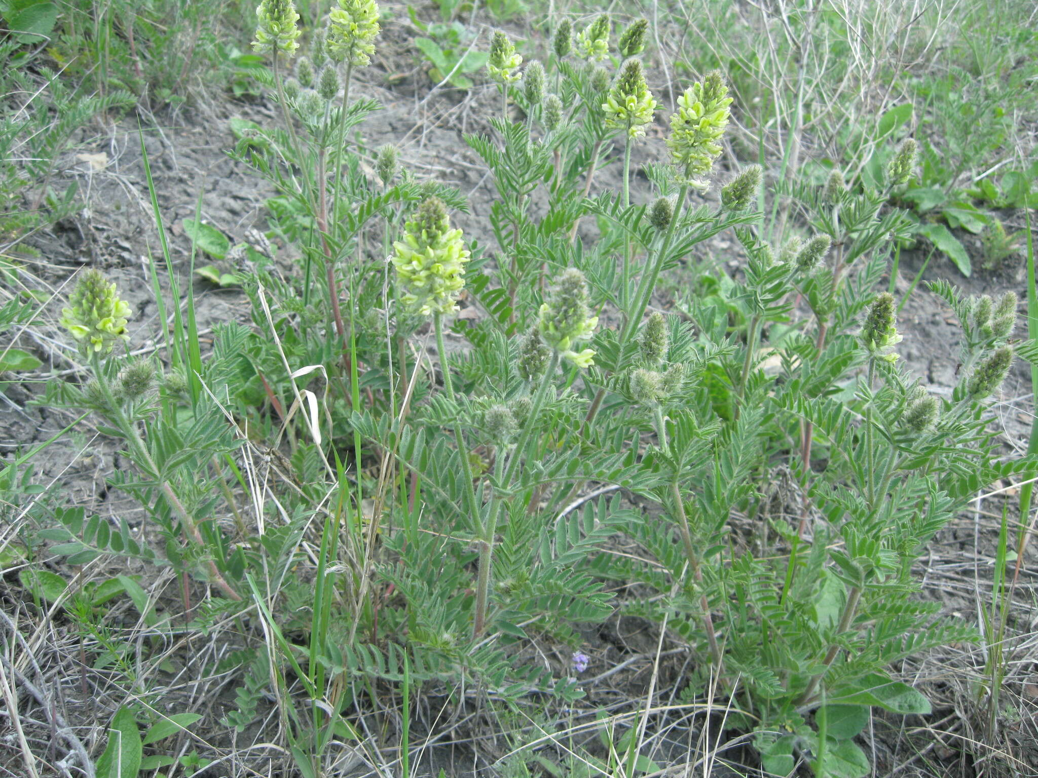 Oxytropis pilosa (L.) DC. resmi