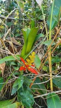 Image of Aechmea mertensii (G. Mey.) Schult. & Schult. fil.