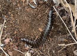 Imagem de Scolopendra galapagoensis Bollman 1889