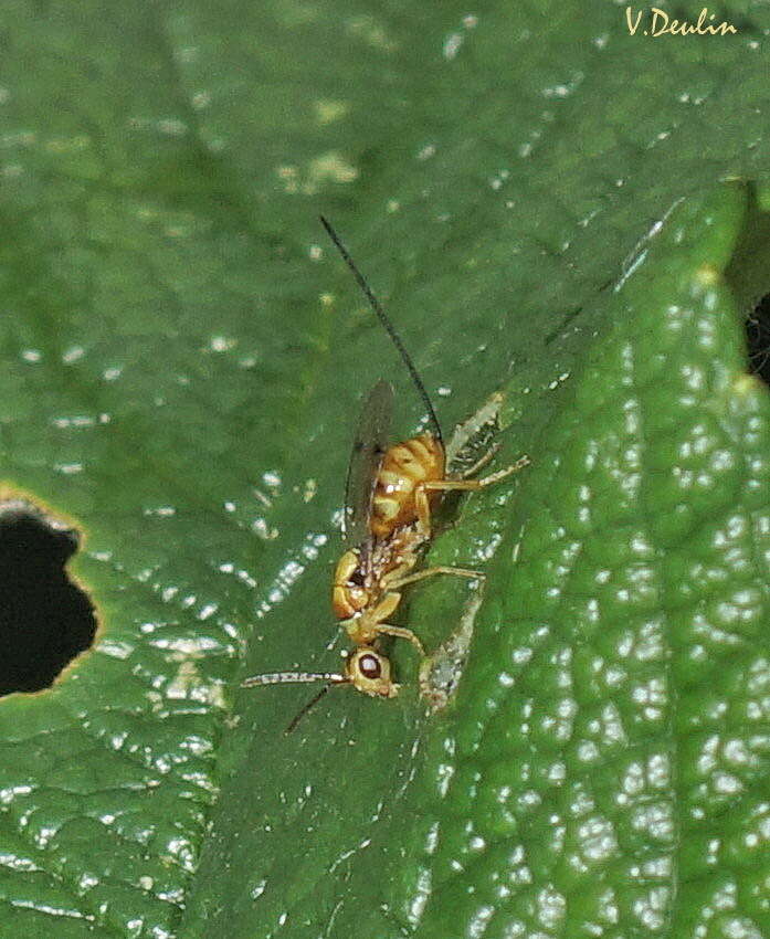 Megastigmus aculeatus (Swederus 1795) resmi