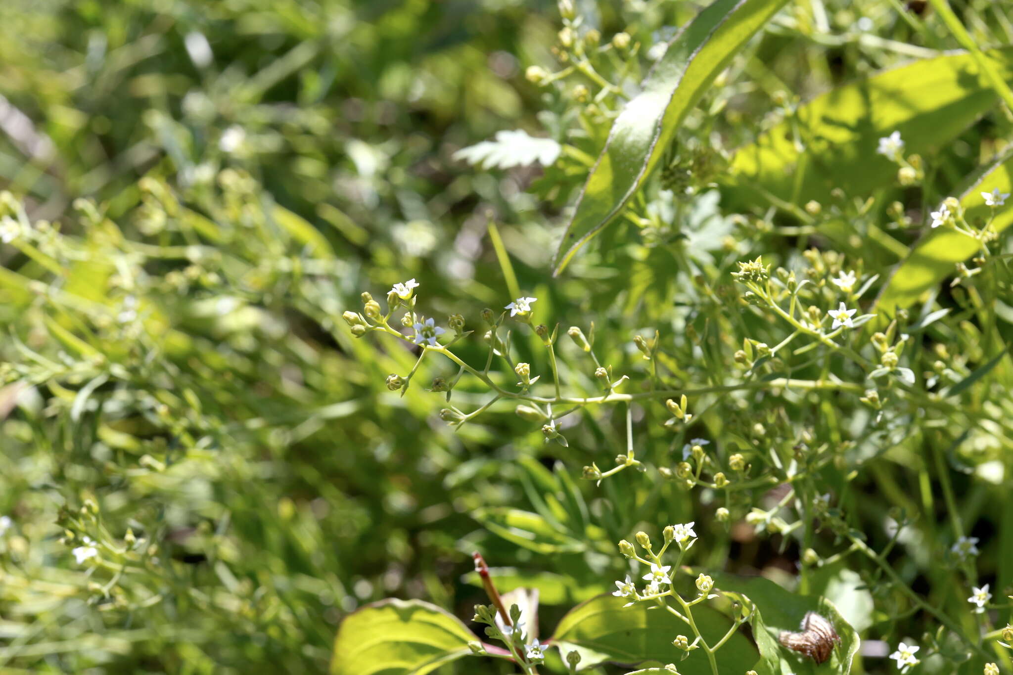 Image of flaxleaf