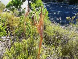 Image of Bobartia filiformis (L. fil.) Ker Gawl.