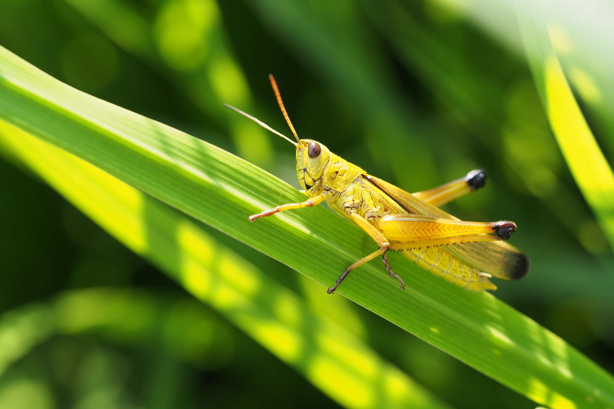 Image of Stethophyma magister (Rehn & J. A. G. 1902)