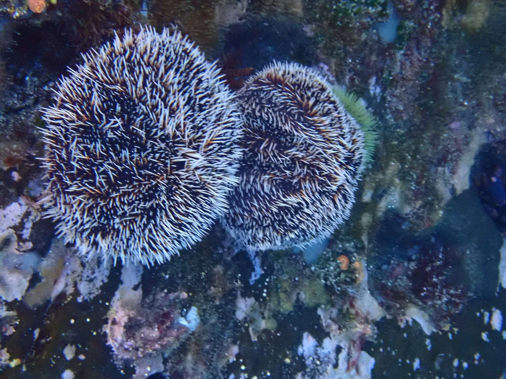 Image of White Sea Urchin