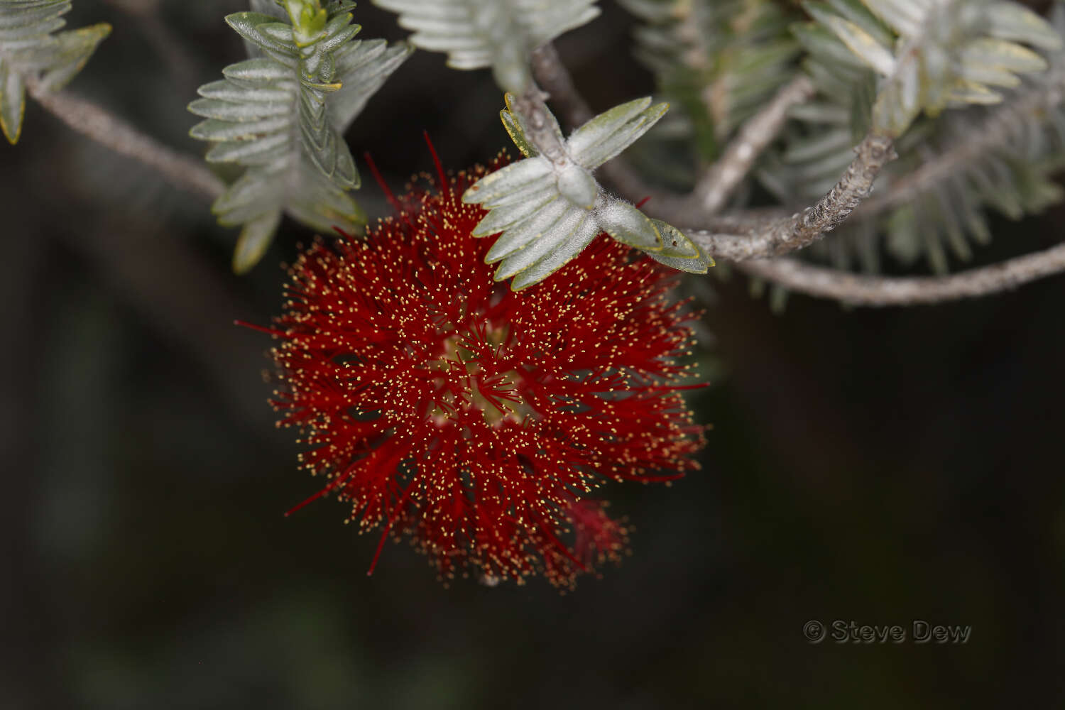 Image of Melaleuca velutina (Turcz.) Craven & R. D. Edwards