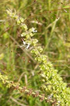 Imagem de Ocimum americanum var. americanum