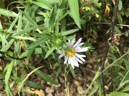 Image of Pacific aster