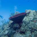 Image of Brown Bowl Sponge