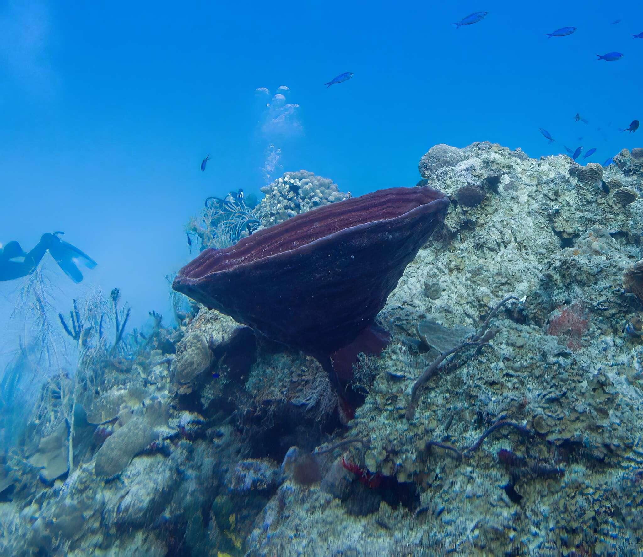 Image of Brown Bowl Sponge