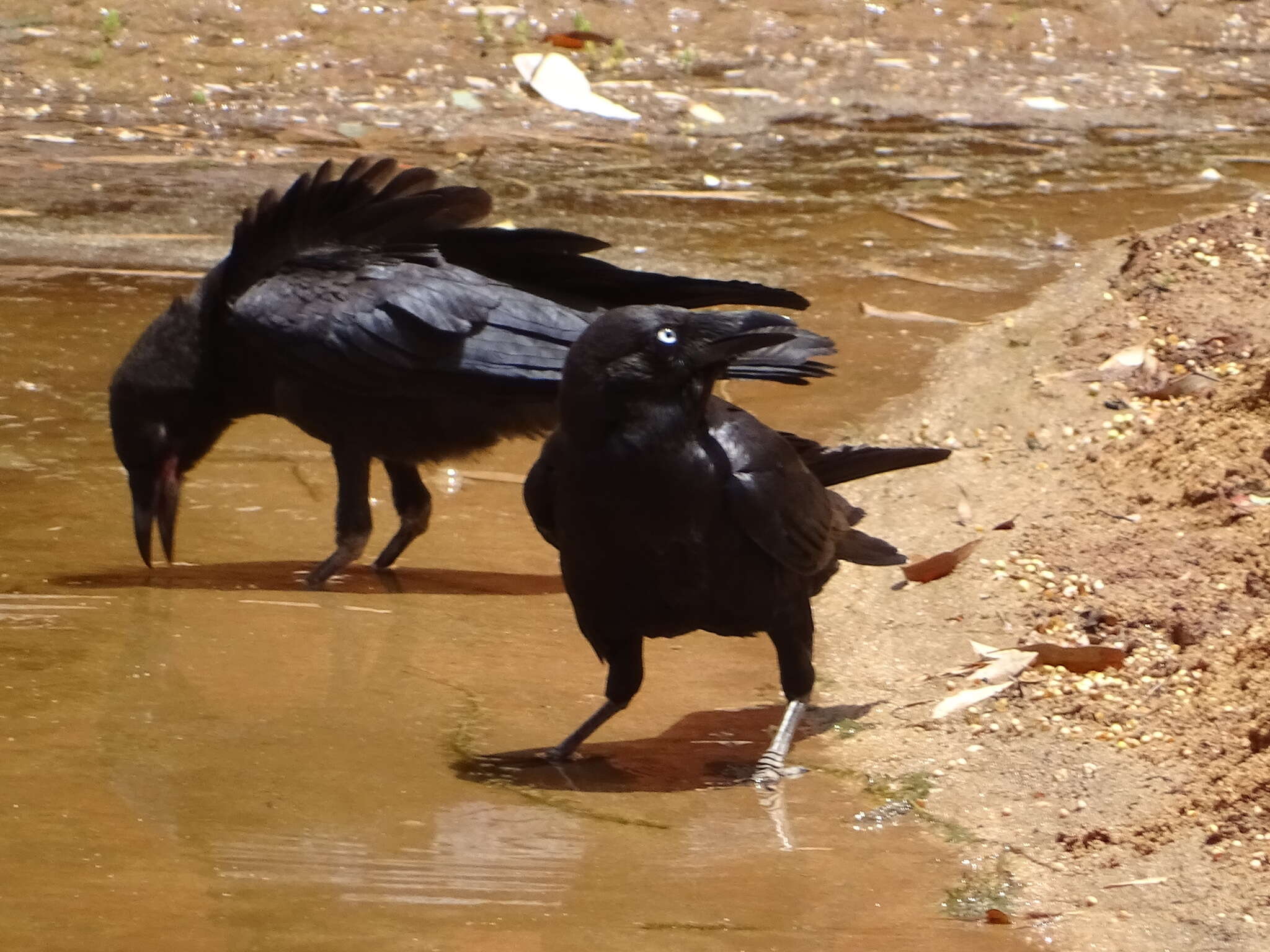 Imagem de Corvus bennetti North 1901