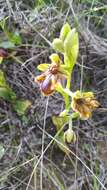 Image of Ophrys speculum subsp. lusitanica O. Danesch & E. Danesch