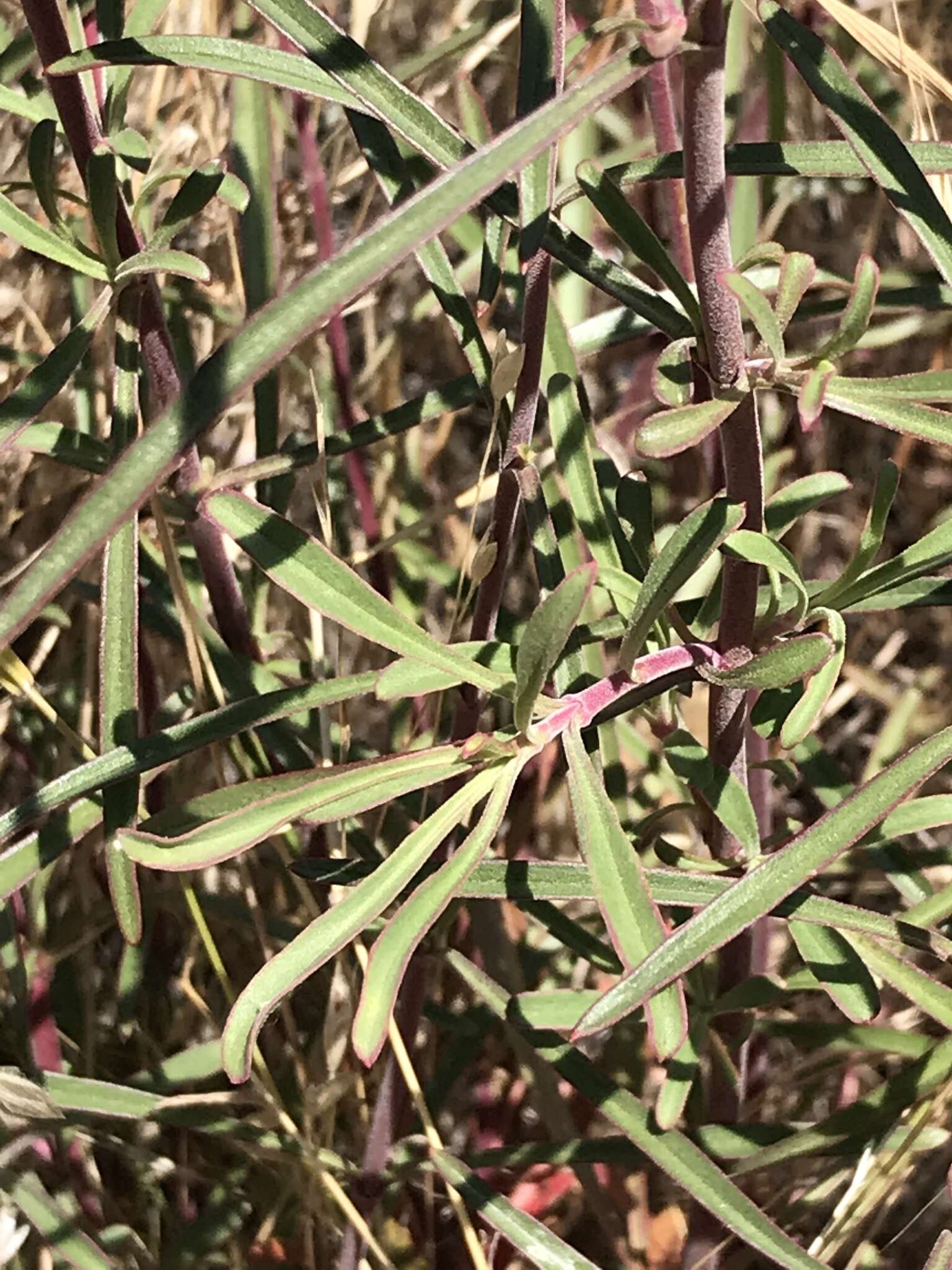 Image of bunchleaf penstemon