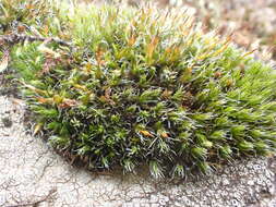 Image of oval dry rock moss