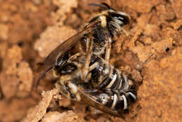 Pseudapis bispinosa (Brullé 1832) resmi