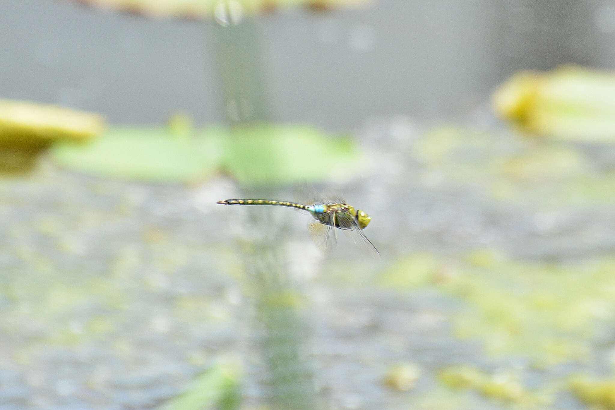 Plancia ëd Anax guttatus (Burmeister 1839)