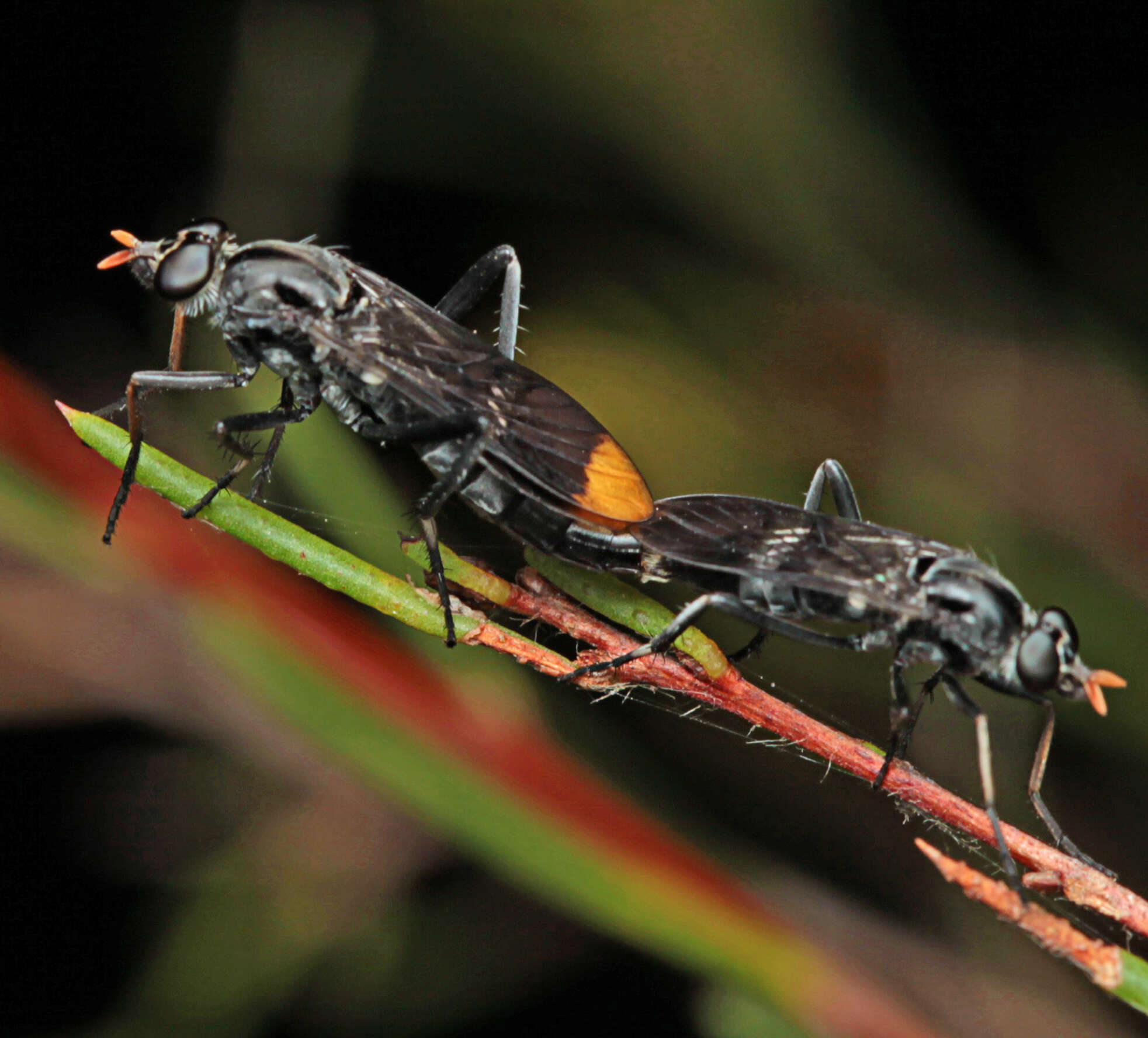 Image of <i>Ectinorhynchus pyrrhotelus</i>