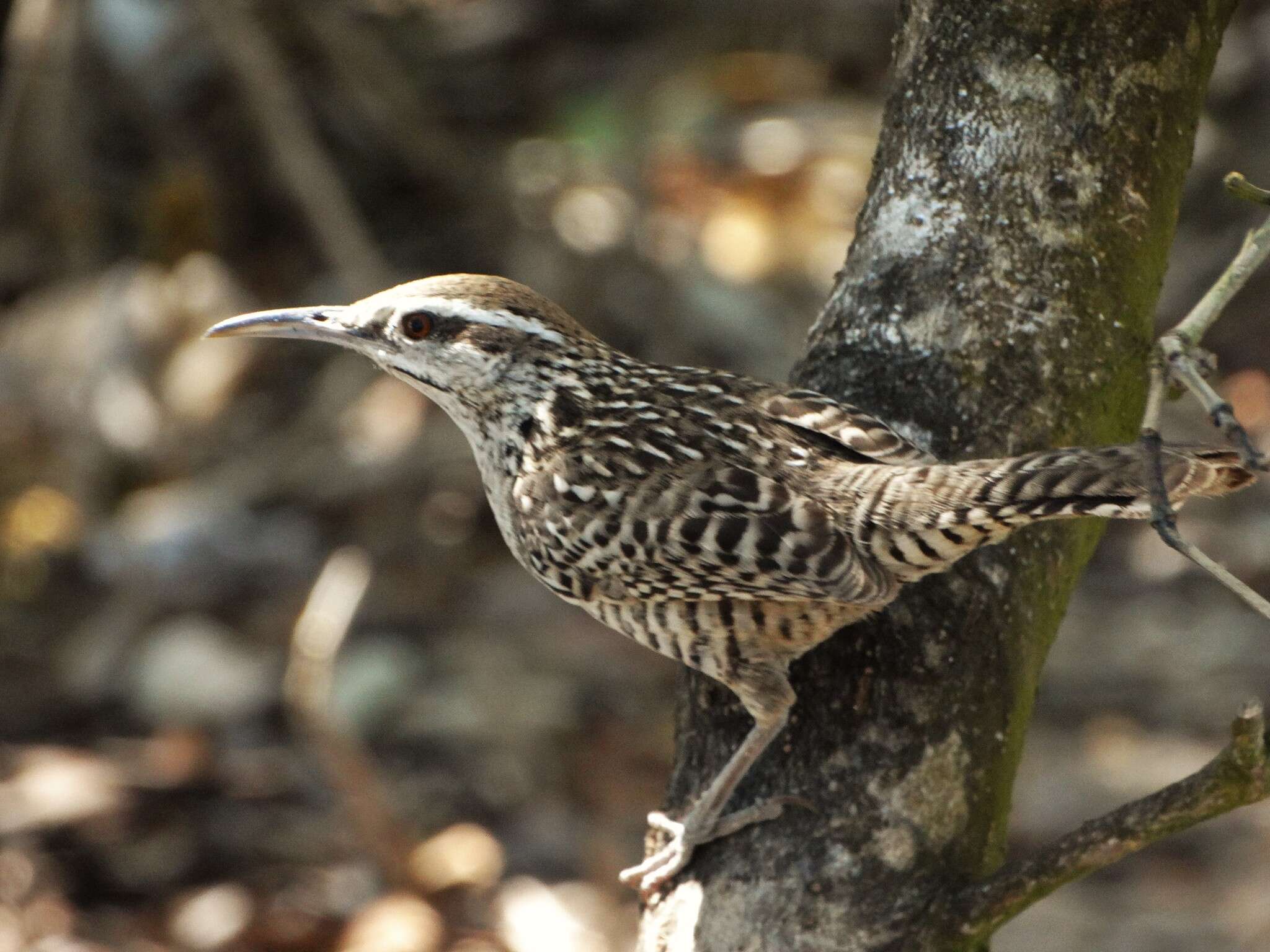 Image of Yucatan Wren