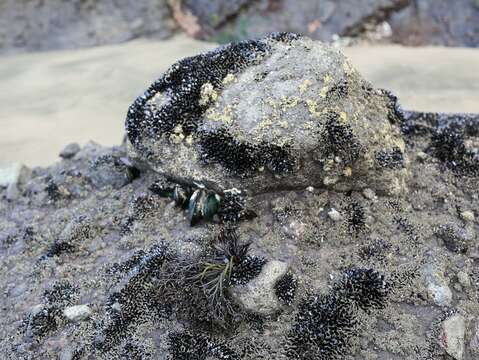 Image of Psilophycus alveatus (Turner) W. A. Nelson, Leister & Hommersand 2011