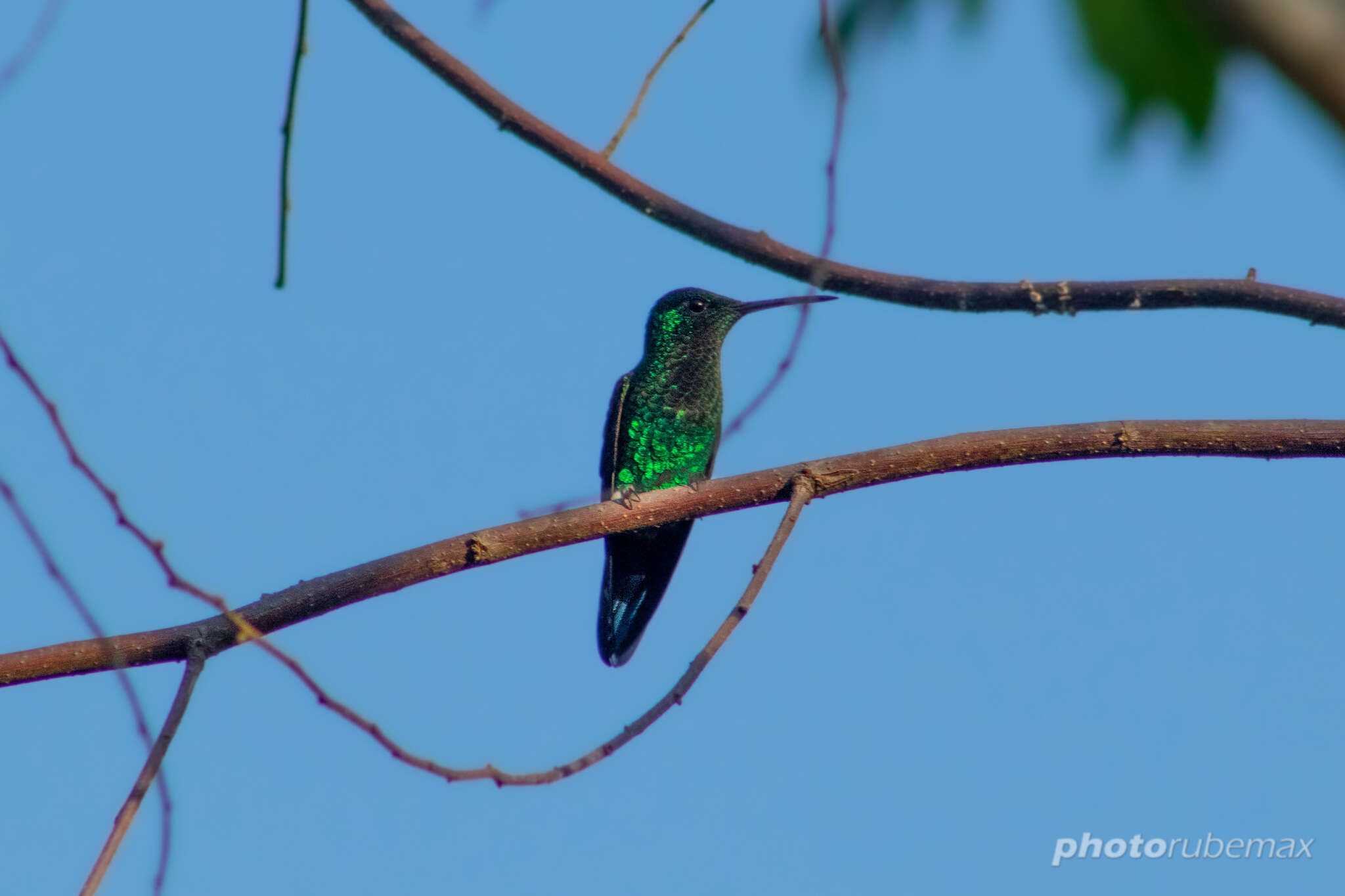 Image of Blue-tailed Hummingbird