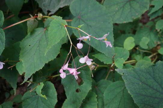 Image of Begonia grandis subsp. sinensis (A. DC.) Irmsch.