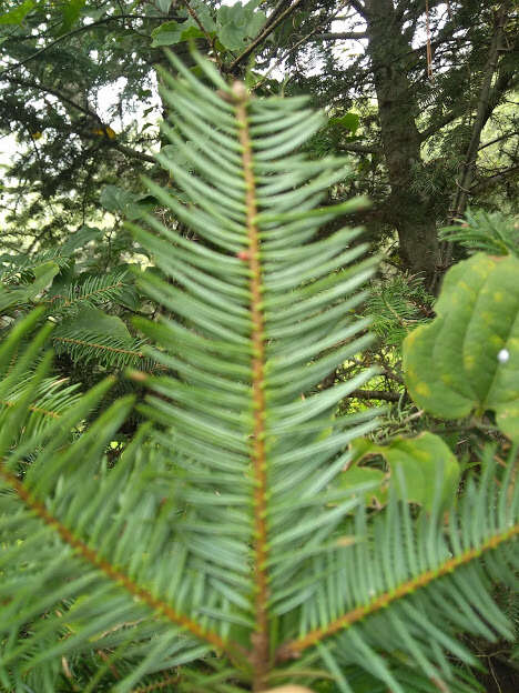 Image de Abies durangensis var. coahuilensis (I. M. Johnst.) Martínez